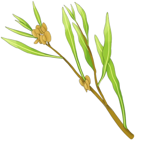 Dodonea Viscosa Illustration