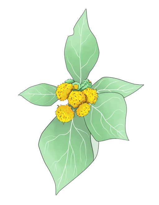 Distephanus