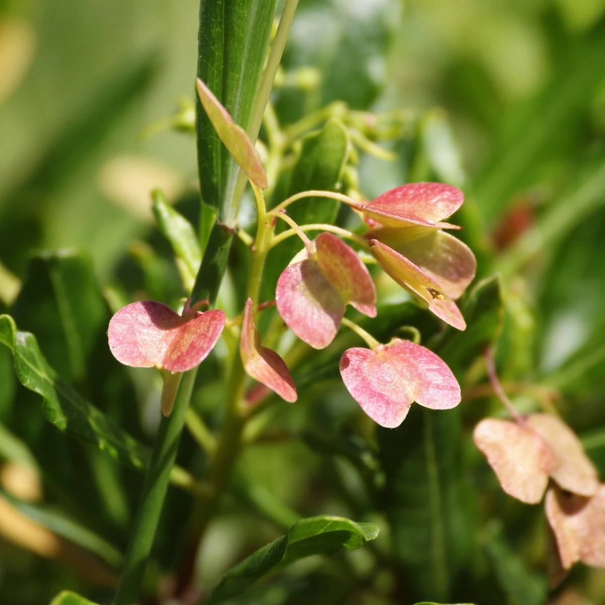 Dodonea Viscosa 1