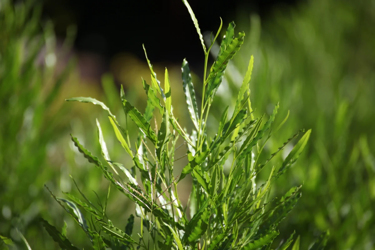 Dodonea Viscosa 2