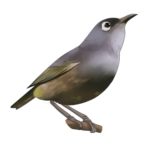 Olive White Eye